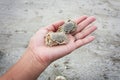 Hand girl hold crab Royalty Free Stock Photo