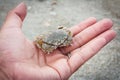 Hand girl hold crab Royalty Free Stock Photo