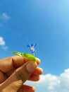 Hand of girl holding flower, nature photography, natural gardening background, floral wallpaper