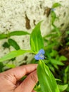 Hand of girl holding flower, nature photography, natural gardening background, floral wallpaper