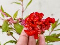 Hand of girl holding red flower, nature photography, natural gardening background, floral wallpaper