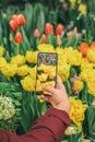 Hand of girl holding smartphone and taking photo of bright colorful tulips. Modern technology and spring nature