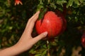 Hand of girl with the pomegranate