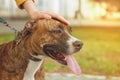 Hand of a girl stroking a dog on a leash, on a walk, a Staffordshire terrier