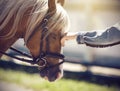 The hand of a girl stroking the face of a horse with a long beige mane Royalty Free Stock Photo