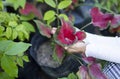 Hand of a girl touch flower