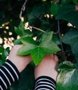 Hand of girl touching green leaf in a forest