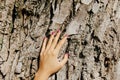 Hand girl whitens the trees. Protect plants from harmful insects Royalty Free Stock Photo