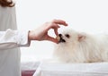 The hand gives a large pill to a white Pomeranian dog, which has opened its mouth. The concept of vitamins for animals, animal