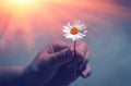Hand gives a wild daisy flower with love at sunset. friendly gesture.