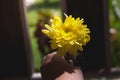Hand giving a beautiful yellow mum Flower Royalty Free Stock Photo