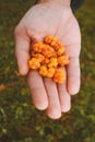 Hand giving cloudberry berries organic food healthy lifestyle raw vegan nutrition