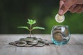 Hand giving a coin to a tree growing from pile of coins.Plant Growing In Savings Coins Money. Financial accounting, Investment Royalty Free Stock Photo