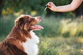 Hand giving dog CBD oil Royalty Free Stock Photo