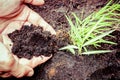 Hand giving organic compost to young tree