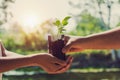 hand giving plant for planting Royalty Free Stock Photo
