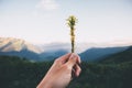 Hand giving yellow flowers sunset Mountains Landscape on background Summer Royalty Free Stock Photo