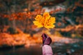 Hand in glove holding a golden yellow maple leave against defocused autumn forest with river Royalty Free Stock Photo