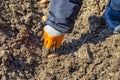 Hand in glove planting potato tuber Royalty Free Stock Photo