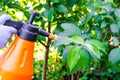 Hand with glove spraying leaves of fruit tree against plant diseases Royalty Free Stock Photo