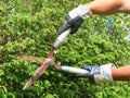 Hand with gloves cuts the hedge with old rusty garden shears, trimming a hedge with garden scissors Royalty Free Stock Photo