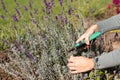 Hand in gloves holding bypass secateurs and pruning lavender. Seasonal work in the garden