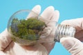 Hand in gloves take green fresh moss in test tube in laboratory on blue background, laboratory exploring new methods of plant Royalty Free Stock Photo