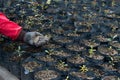 Hand with gloves weeding weeds in domestic garden inside plastic pot plants