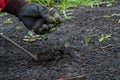 Hand with gloves weeding weeds hook for domestic garden digging field soil