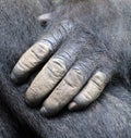 Hand of Gorillas