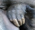 Hand of Gorillas Royalty Free Stock Photo