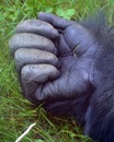 Hand of Gorillas are the largest extant species of primates. Royalty Free Stock Photo