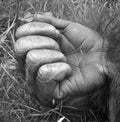 Hand of Gorillas are the largest extant species of primates. Royalty Free Stock Photo
