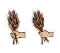 Hand Grab Bunch of Barley