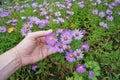 The hand of the grandfather farmer keeps bright autumn purple Royalty Free Stock Photo