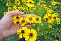 The hand of the grandfather farmer keeps bright yellow autumn Royalty Free Stock Photo