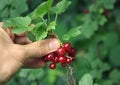 Hand grasping at ripe redcurrants