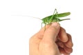 Hand with Grasshopper Royalty Free Stock Photo