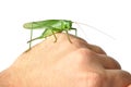 Hand with Grasshopper Royalty Free Stock Photo