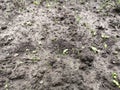 Hand with green young plant growing in soil on nature background