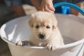 Groomer bathing, shower, grooming with shampoo and water a cute brown puppy in basin