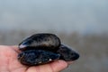 Hand with group of live mussels clams, low tide in North sea Royalty Free Stock Photo