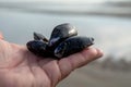 Hand with group of live mussels clams, low tide in North sea Royalty Free Stock Photo
