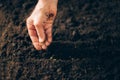 Hand growing seeds on sowing soil. Background with copy space. Agriculture, organic gardening, planting or ecology concept. Royalty Free Stock Photo