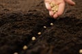 Hand growing seeds of vegetable on sowing soil at garden metaphor gardening, agriculture concept Royalty Free Stock Photo
