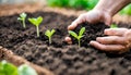 Hand growing seeds of vegetable on sowing soil at garden metaphor ,