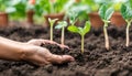 Hand growing seeds of vegetable on sowing soil at garden metaphor ,