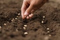 Hand growing seeds of vegetable on sowing soil