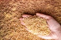 Hand with a handful of white maggots. a large pile of worms. fishing lure Royalty Free Stock Photo