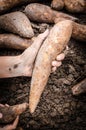 Hand handle Yacon root Royalty Free Stock Photo